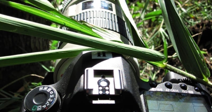 Canon 5D Mark II outside with green foliage